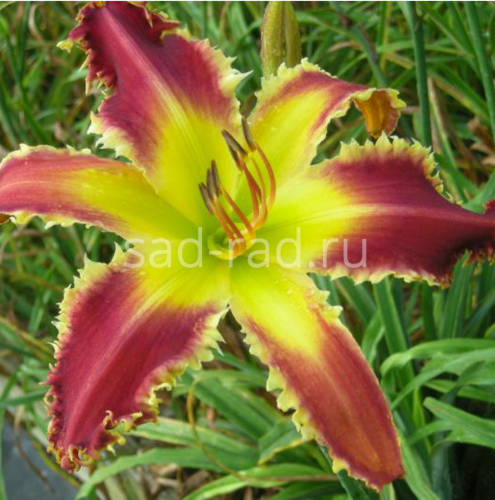 Spacecoast Razor Tooth