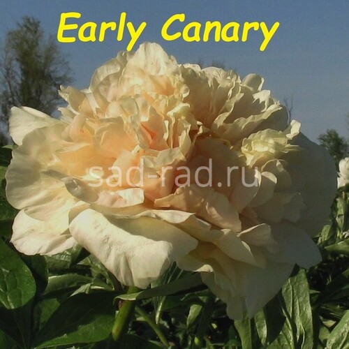 Early Canary