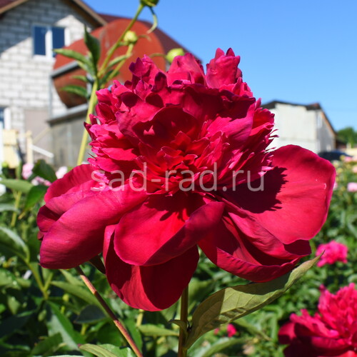 Krekler's Red