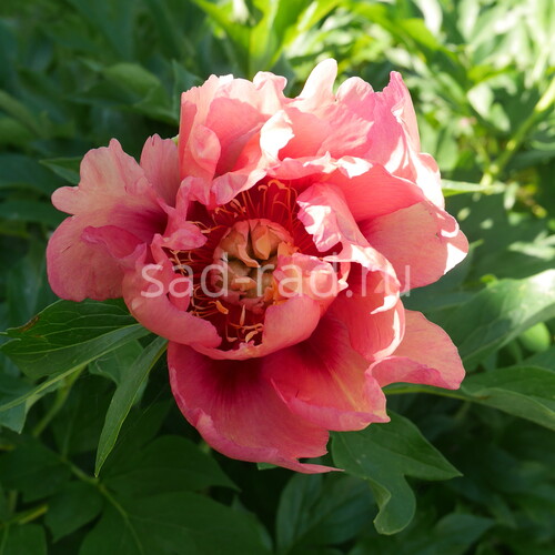 Пион Old Rose Dandy ~ Itoh Hybrid