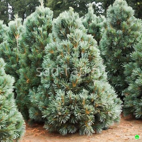 Vanderwolf's Pyramid pinus flexilis (Сосна гибкая Вандервульф Пирамид)