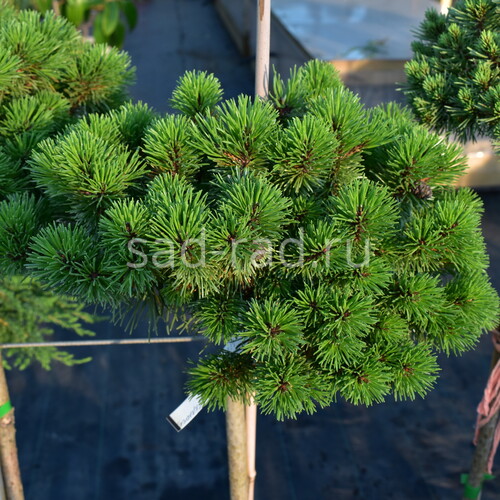 Litomysl Pinus uncinata (Сосна крючковатая Литомисл)