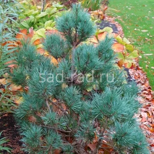 Chantry Blue pinus sylvestris (Сосна обыкновенная Чантри Блю)