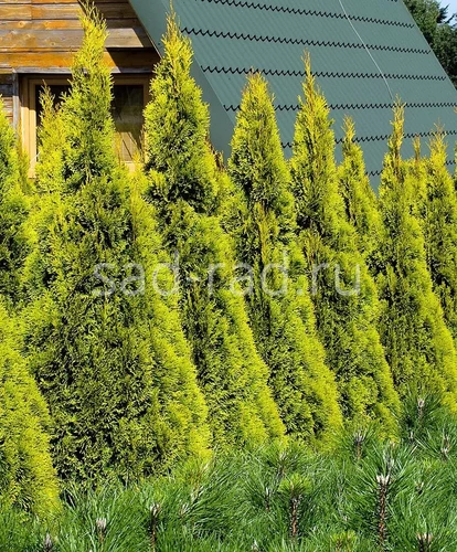 Golden Smaragd thuja occidentalis (Туя западная Голден Смарагд)