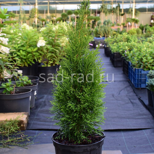 Smaragd thuja occidentalis (Туя западная Смарагд)