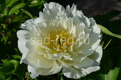 White Emperor ~ Itoh Hybrid