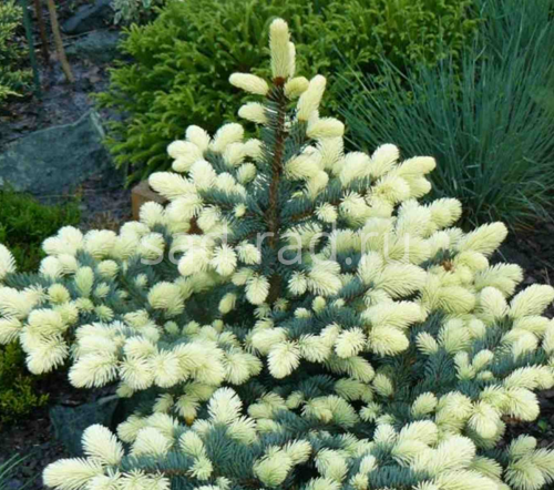 Bialobok picea pungens (Ель колючая Белобок)