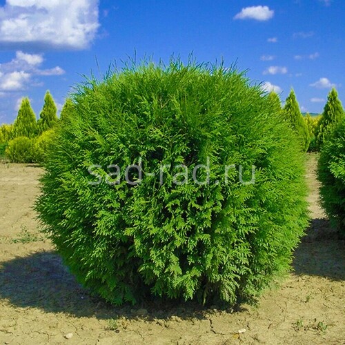 Globosa thuja occidentalis (Туя западная Глобоза)