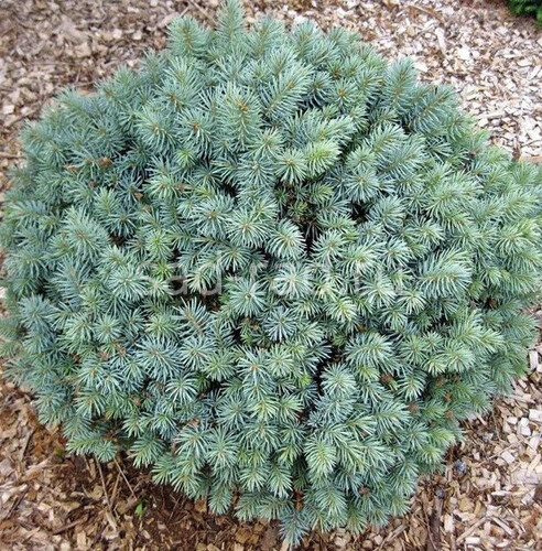 Glauca Nana picea pungens (Ель колючая Глаука Нана)